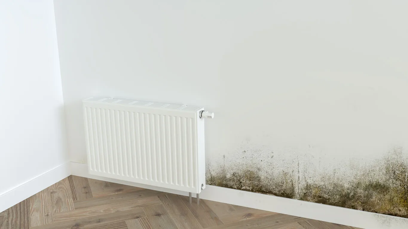 Dark mold growth spreading across an interior wall surface