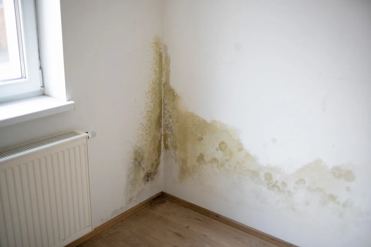 How Long Does Mold Take to Grow After Water Damage?