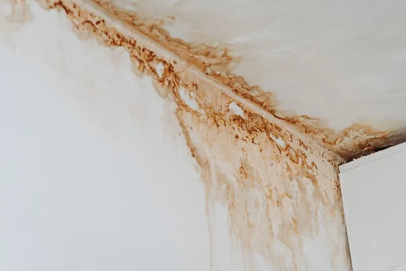 How Much Does Water Damage Restoration Cost? A Complete Guide