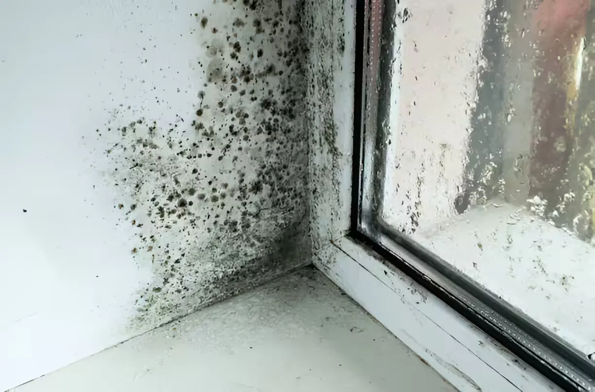 How to Prevent Mold Growth in Your Home: Best Practices